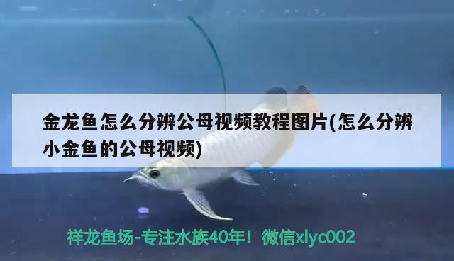 金龍魚怎么分辨公母視頻教程圖片(怎么分辨小金魚的公母視頻) 溫控設(shè)備