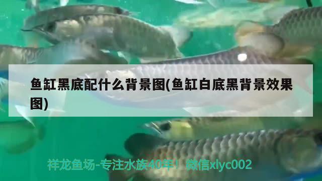 魚缸黑底配什么背景圖(魚缸白底黑背景效果圖) 福虎/異型虎魚/純色虎魚