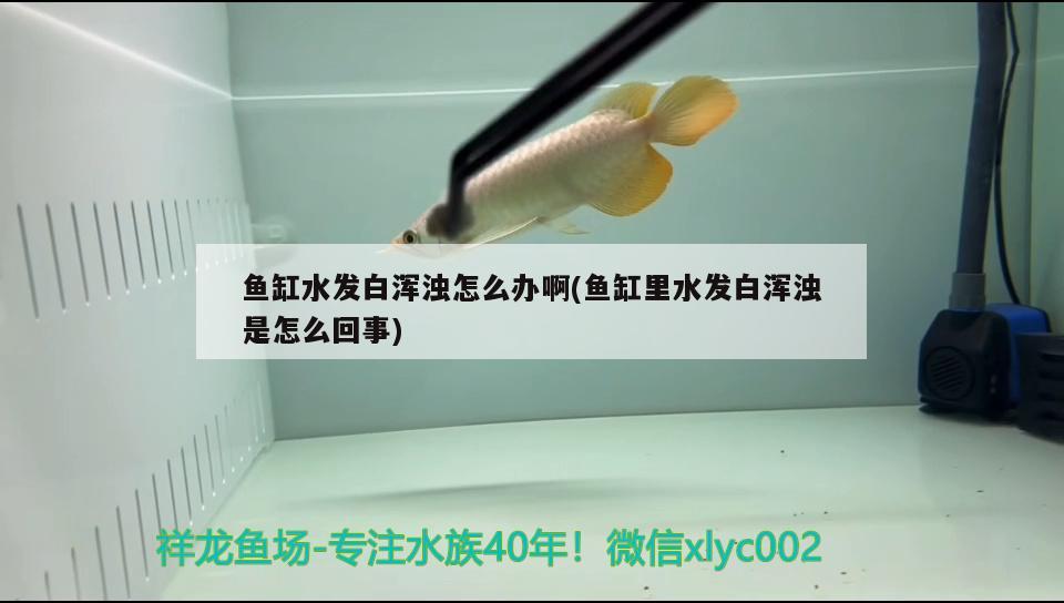 魚缸水發(fā)白渾濁怎么辦啊(魚缸里水發(fā)白渾濁是怎么回事)