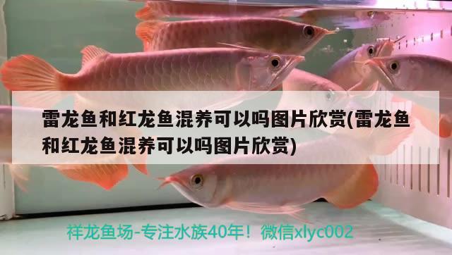 雷龍魚和紅龍魚混養(yǎng)可以嗎圖片欣賞(雷龍魚和紅龍魚混養(yǎng)可以嗎圖片欣賞) 胭脂孔雀龍魚