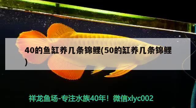 40的魚缸養(yǎng)幾條錦鯉(50的缸養(yǎng)幾條錦鯉) 野生埃及神仙魚