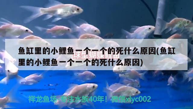 魚缸的過濾器怎樣安裝視頻（魚缸過濾器組裝方法） 其他品牌魚缸