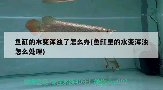 魚缸的水變渾濁了怎么辦(魚缸里的水變渾濁怎么處理)