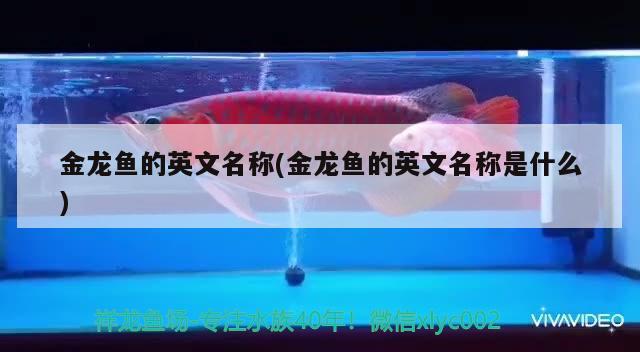 金龍魚的英文名稱(金龍魚的英文名稱是什么)