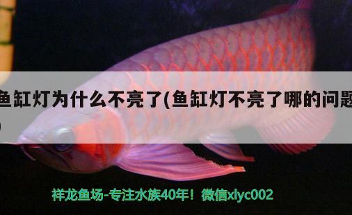 魚缸燈為什么不亮了(魚缸燈不亮了哪的問題)