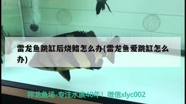 廣州水族批發(fā)市場51歸來愛龍紀念檔 觀賞魚水族批發(fā)市場 第3張