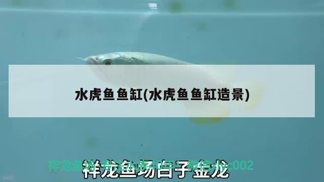 水虎魚魚缸(水虎魚魚缸造景) 食人魚（水虎）