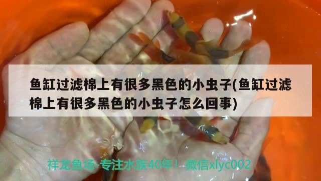 魚缸過濾棉上有很多黑色的小蟲子(魚缸過濾棉上有很多黑色的小蟲子怎么回事) 南美異形觀賞魚