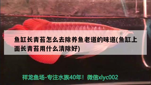 魚缸長青苔怎么去除養(yǎng)魚老道的味道(魚缸上面長青苔用什么清除好)