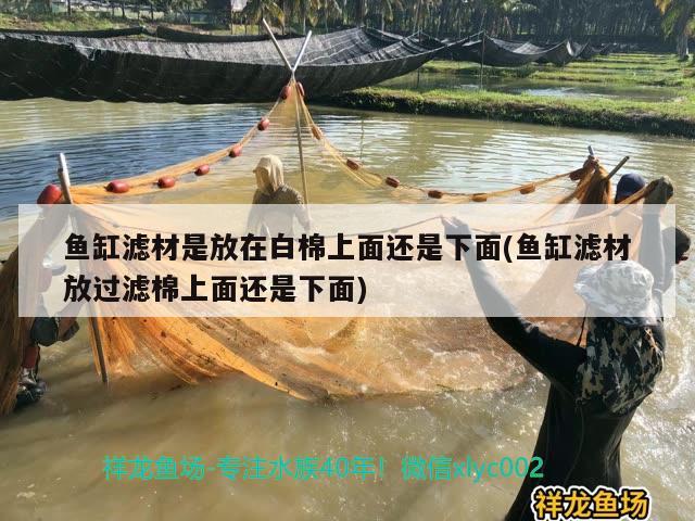 魚缸濾材是放在白棉上面還是下面(魚缸濾材放過濾棉上面還是下面) 觀賞魚飼料