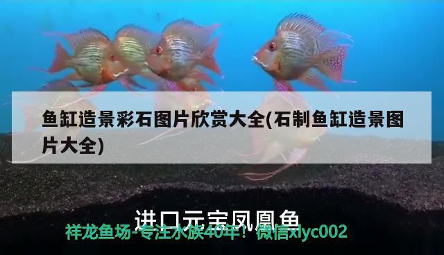 魚缸造景彩石圖片欣賞大全(石制魚缸造景圖片大全)