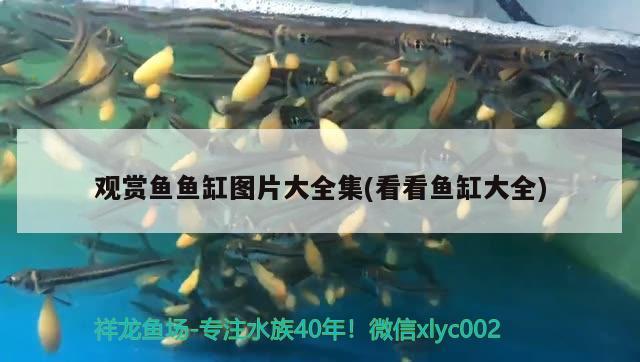 觀賞魚魚缸圖片大全集(看看魚缸大全) 魚缸水質(zhì)穩(wěn)定劑