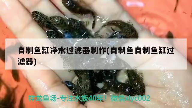 自制魚缸凈水過濾器制作(自制魚自制魚缸過濾器) 月光鴨嘴魚