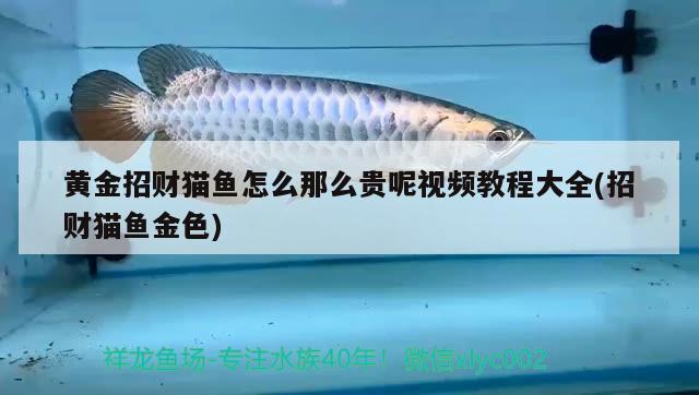 黃金招財(cái)貓魚怎么那么貴呢視頻教程大全(招財(cái)貓魚金色) 黃金招財(cái)貓魚