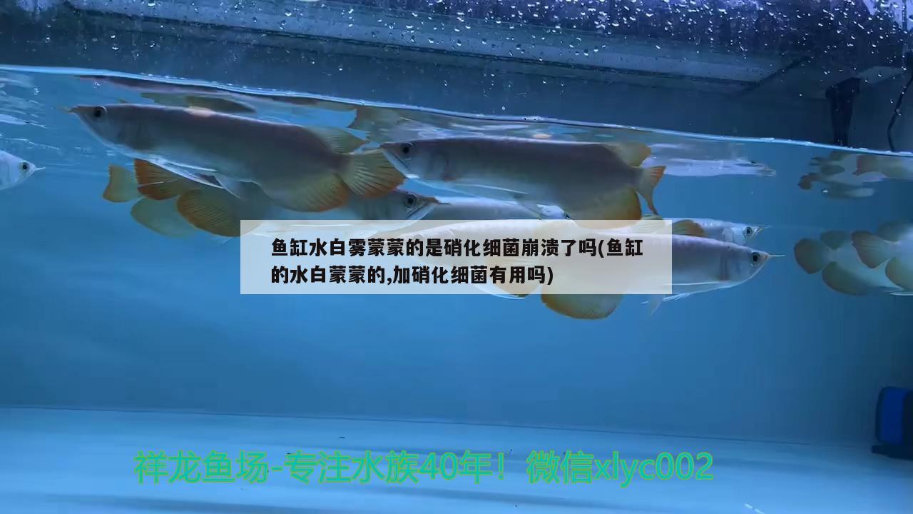 魚(yú)缸水白霧蒙蒙的是硝化細(xì)菌崩潰了嗎(魚(yú)缸的水白蒙蒙的,加硝化細(xì)菌有用嗎)