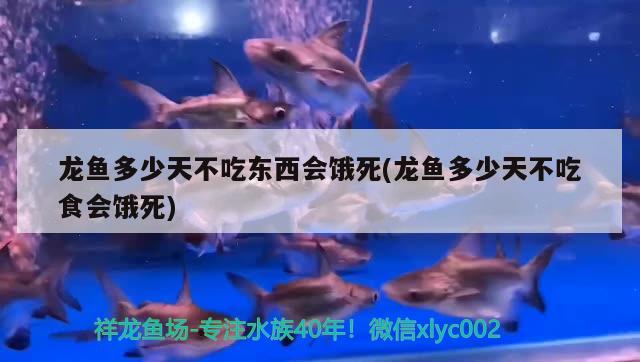 龍魚(yú)多少天不吃東西會(huì)餓死(龍魚(yú)多少天不吃食會(huì)餓死)