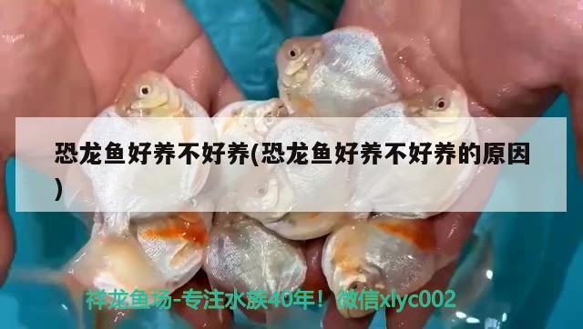 恐龍魚好養(yǎng)不好養(yǎng)(恐龍魚好養(yǎng)不好養(yǎng)的原因) 奈及利亞紅圓點(diǎn)狗頭