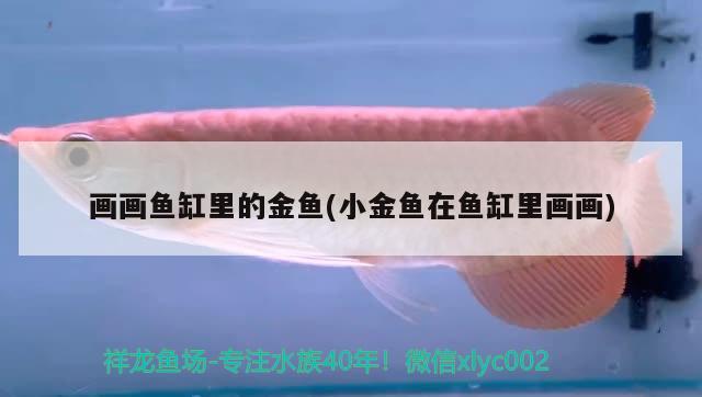 畫畫魚缸里的金魚(小金魚在魚缸里畫畫)