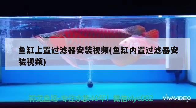 魚缸上置過濾器安裝視頻(魚缸內置過濾器安裝視頻) BD魟魚