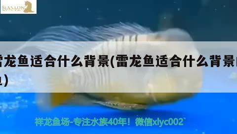 雷龍魚適合什么背景(雷龍魚適合什么背景的魚) 招財戰(zhàn)船魚 第2張