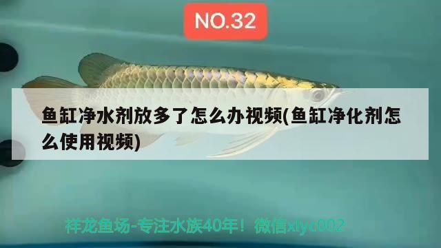 魚缸凈水劑放多了怎么辦視頻(魚缸凈化劑怎么使用視頻) 銀河星鉆魚