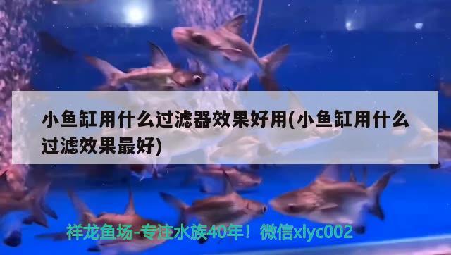 小魚缸用什么過濾器效果好用(小魚缸用什么過濾效果最好) 黃金招財貓魚