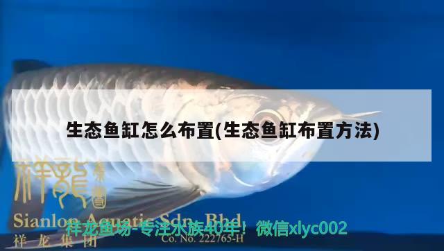 生態(tài)魚缸怎么布置(生態(tài)魚缸布置方法) 水族世界