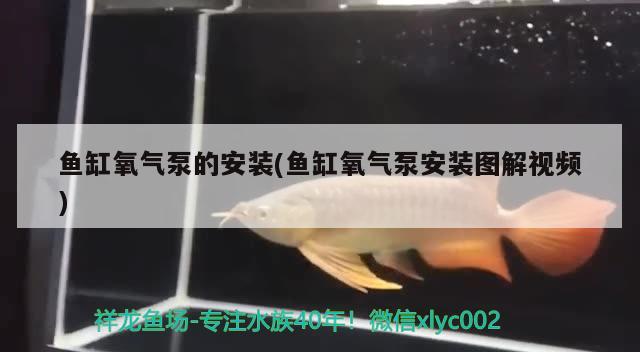 魚缸氧氣泵的安裝(魚缸氧氣泵安裝圖解視頻) 祥龍龍魚魚糧