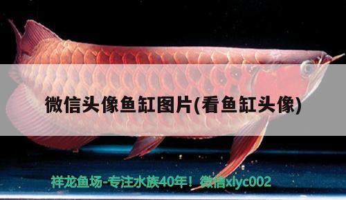 臨沂水族館 觀賞魚企業(yè)目錄 第1張