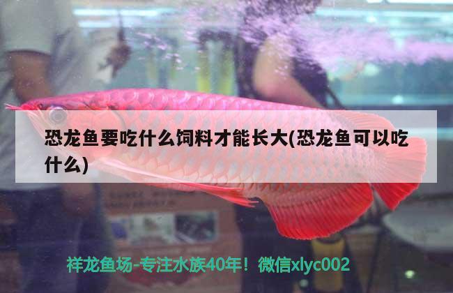 恐龍魚要吃什么飼料才能長(zhǎng)大(恐龍魚可以吃什么) 紅龍專用魚糧飼料 第2張