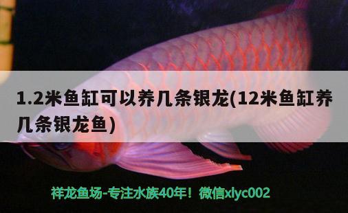 1.2米魚缸可以養(yǎng)幾條銀龍(12米魚缸養(yǎng)幾條銀龍魚) 銀龍魚百科