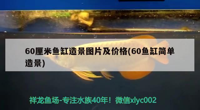 60厘米魚缸造景圖片及價格(60魚缸簡單造景)