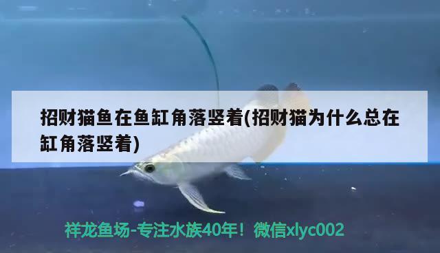 洛陽龍魚:龍魚總是在下游是什么原因