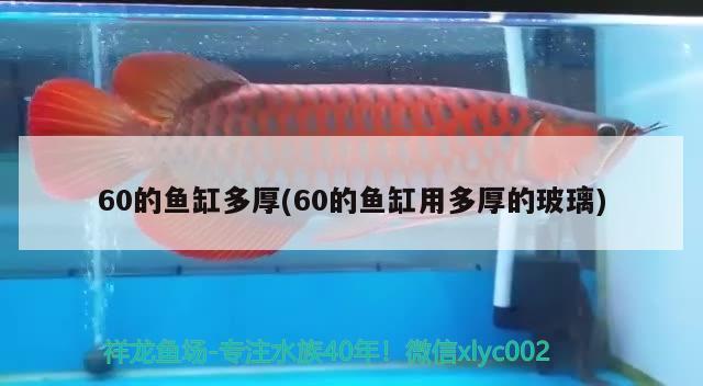 60的魚缸多厚(60的魚缸用多厚的玻璃)