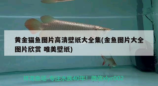 黃金貓魚圖片高清壁紙大全集(金魚圖片大全圖片欣賞唯美壁紙) 黃金貓魚百科