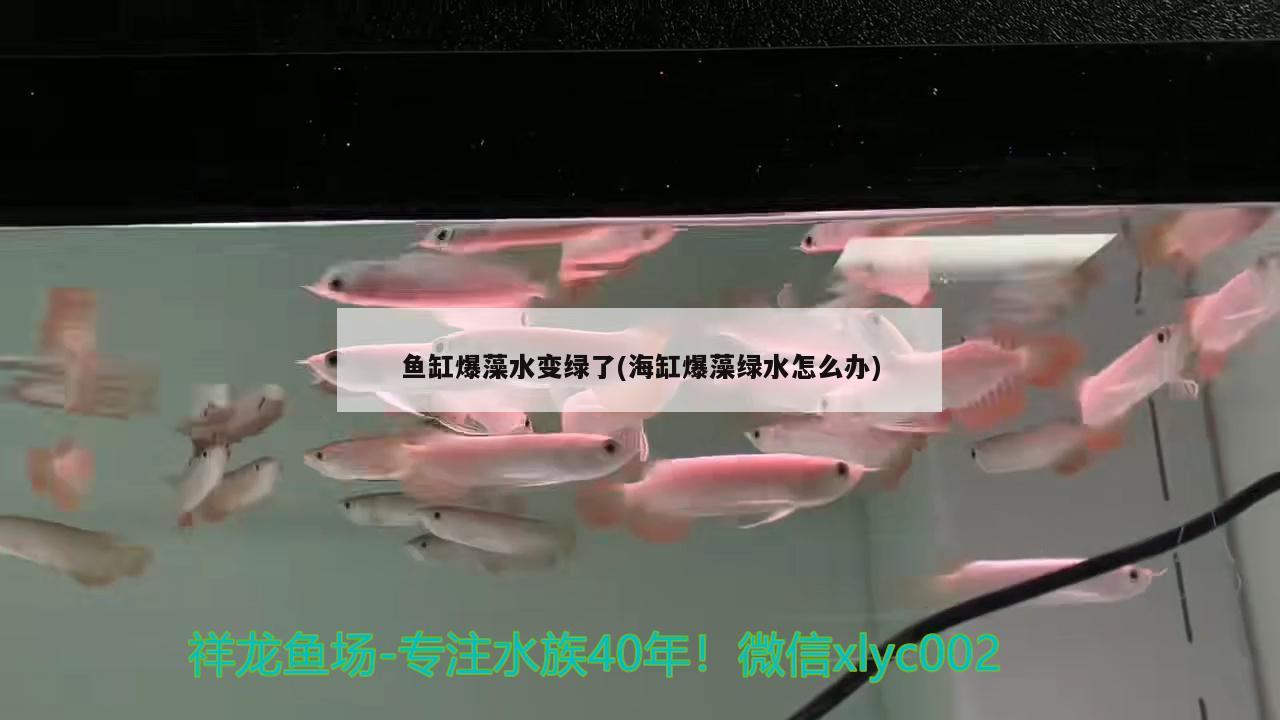 魚缸爆藻水變綠了(海缸爆藻綠水怎么辦)