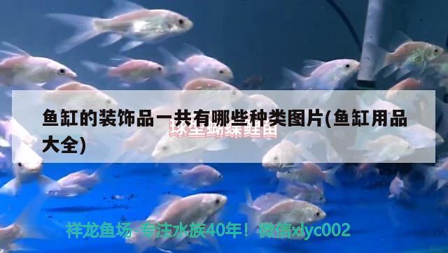 魚缸的裝飾品一共有哪些種類圖片(魚缸用品大全) 馬拉莫寶石魚