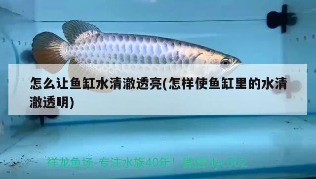 怎么讓魚(yú)缸水清澈透亮(怎樣使魚(yú)缸里的水清澈透明)