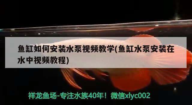 龍魚缸造景養(yǎng)七彩(養(yǎng)七彩魚魚缸效果圖) 祥龍龍魚魚糧 第2張