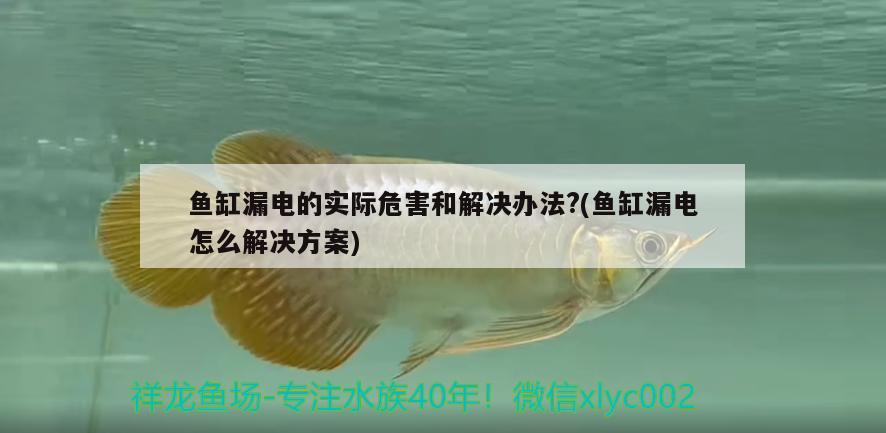 魚缸漏電的實(shí)際危害和解決辦法?(魚缸漏電怎么解決方案) 肺魚