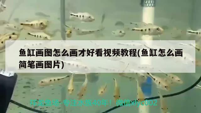 一個魚缸里有很多金魚,共有五個品種：一個魚缸里有很多金魚,共有五個品種英語