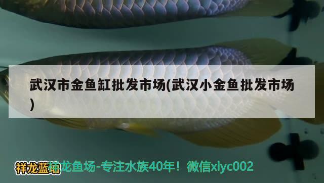 武漢市金魚缸批發(fā)市場(武漢小金魚批發(fā)市場) 馬拉莫寶石魚苗