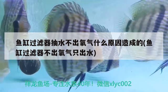 魚缸過濾器抽水不出氧氣什么原因造成的(魚缸過濾器不出氧氣只出水)