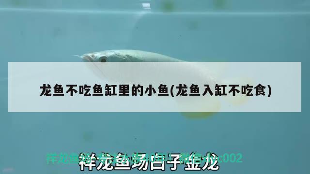 魚缸里水渾濁魚老死了（養(yǎng)魚水渾濁） 一眉道人魚 第2張