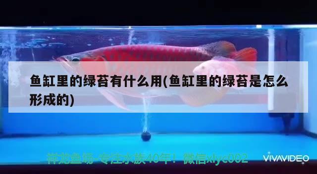 白孔雀是孔雀嗎?：白孔雀是不是很稀有 觀賞魚 第1張