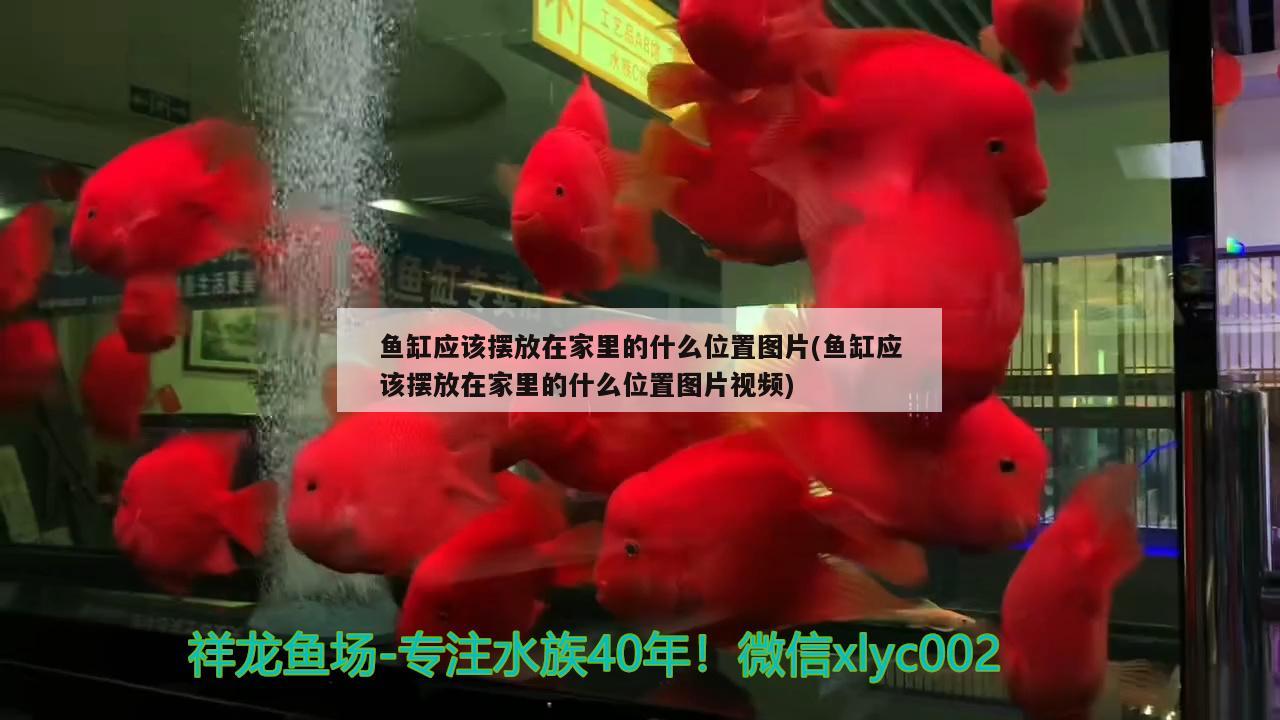 魚缸應(yīng)該擺放在家里的什么位置圖片(魚缸應(yīng)該擺放在家里的什么位置圖片視頻) 麥肯斯銀版魚