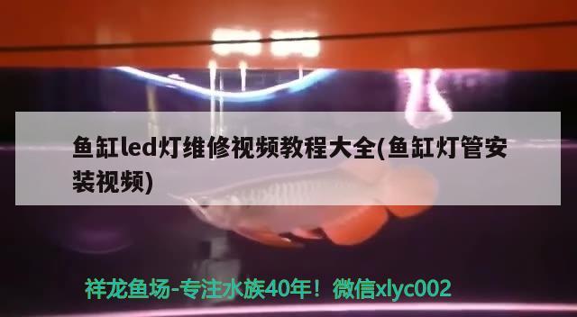 魚缸led燈維修視頻教程大全(魚缸燈管安裝視頻) 南美異型魚