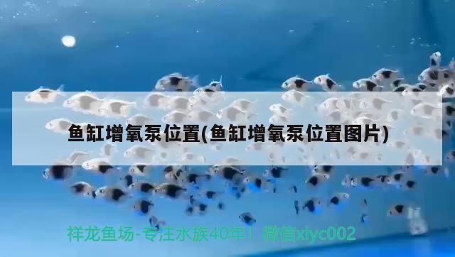 銀龍魚可以喂小魚苗嗎圖片視頻 銀龍魚可以喂魚肉嗎 圖騰金龍魚