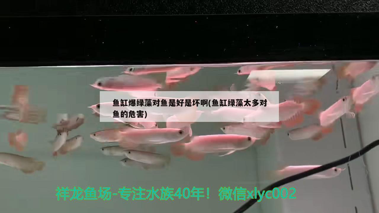 宿州市水澳觀賞魚(yú)市場(chǎng)：宿州魚(yú)苗批發(fā)市場(chǎng)在哪里