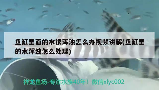 魚缸里面的水很渾濁怎么辦視頻講解(魚缸里的水渾濁怎么處理) 黑白雙星